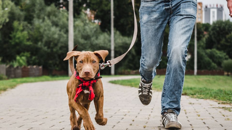 walking dogs